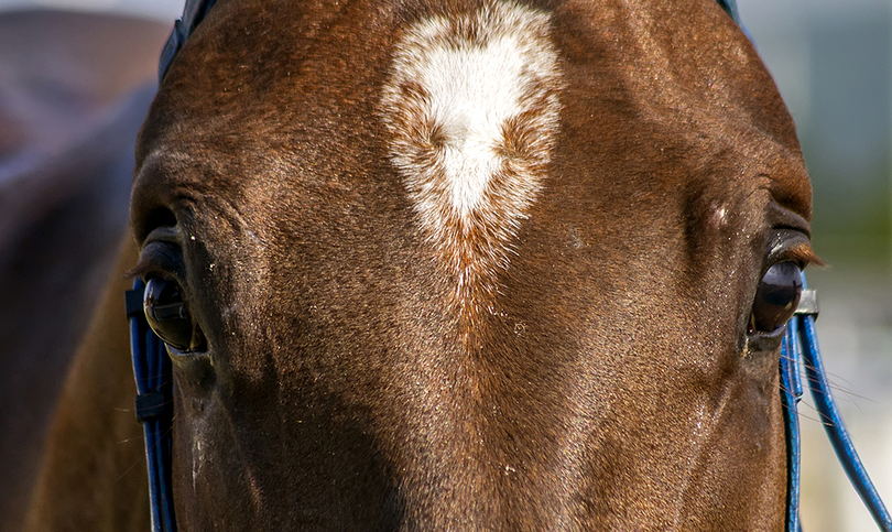 Front View of Racehorse Close Up