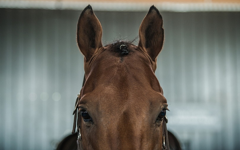 Front View of Racehorse Close Up